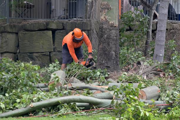 Hector, MN  Tree Services Company